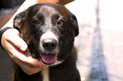 Close-up portrait of hand holding black dog