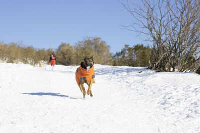 Malinois dog running through the snow with tongue out and orange coat