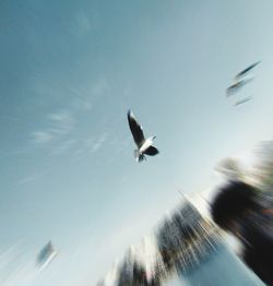 Low angle view of birds flying against sky