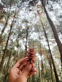 Low angle view of person holding tree trunk in forest