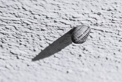 Close-up of snail