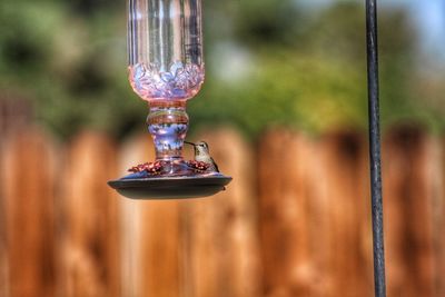 Close-up of hummingbird on feeder