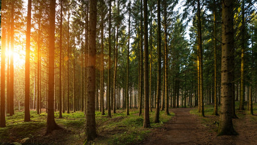 Trees in forest