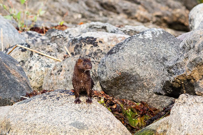 Mink standing on rock by the shore