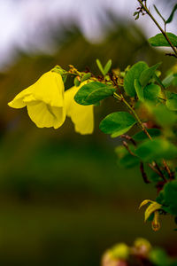 Close-up of yellow flowering plant