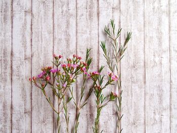 Close-up of wild flowers against wooden wall