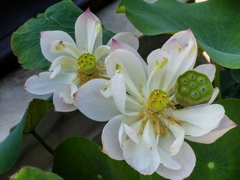 Close-up of white flowers blooming outdoors