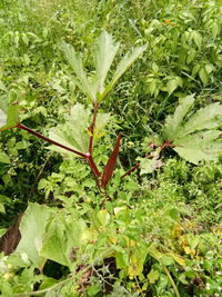 Close-up of insect on leaf in field
