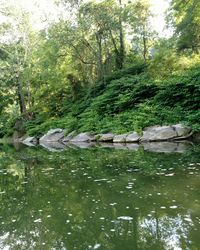 Scenic view of river in forest