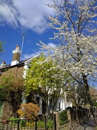 Low angle view of trees against sky
