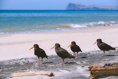 Birds on pauanui beach new zealand landscape 