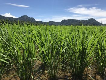 Scenic view of agricultural field against sky