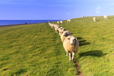 Line of sheep walking on grassy field