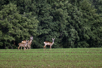 Horses standing in a field