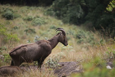 View of nilgiri tahr outdoors