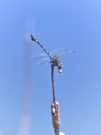 Low angle view of dragonfly on plant against blue sky