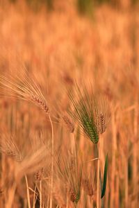 Close-up of wheat on field