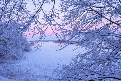 Bare tree by frozen lake against sky during winter