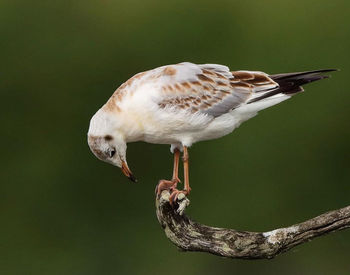 Close-up of seagull perching on a bird