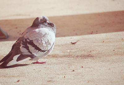 Close-up of bird perching on street