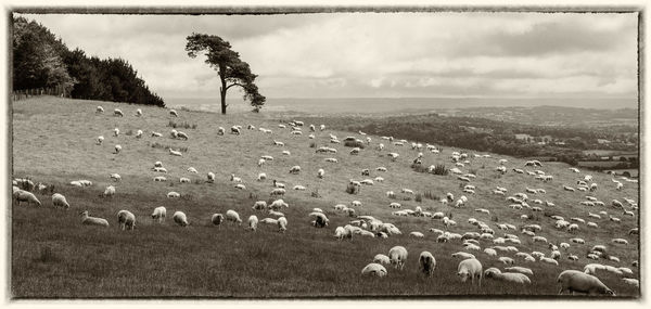 Man standing on field