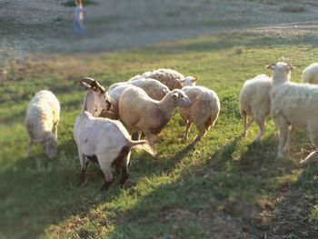 Sheep in a field