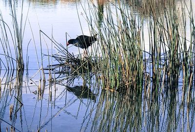 Bird swimming in lake