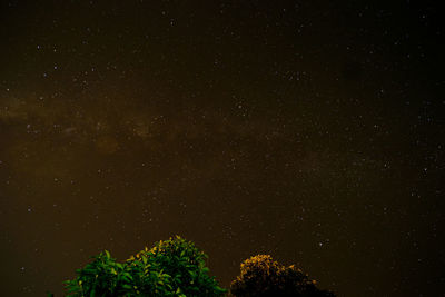 Low angle view of trees against sky at night