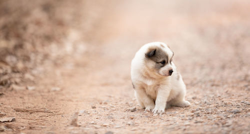 Dog lying on sand