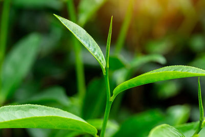 Close-up of fresh green plant