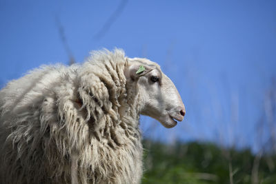 Close-up of sheep against sky