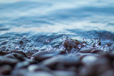 Plant in water