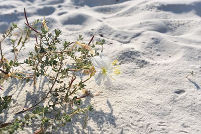 Close-up of white flowers on sand
