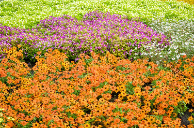 View of flowers