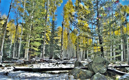 Trees in forest during winter