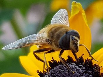 Close-up of bird perching on yellow flower