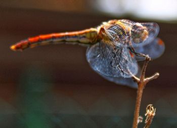 Close-up of dragonfly on twig