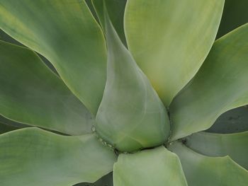 Close-up of plant