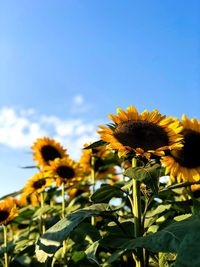 Close-up of yellow flowering plant against sky