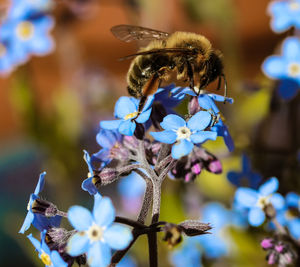 Close-up of bee pollinating on flower