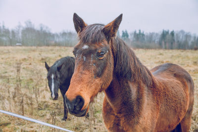 Horse in a field