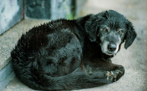 Side view portrait of a relaxed dog