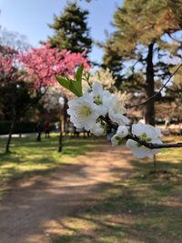 Close-up of fresh flowers blooming on tree