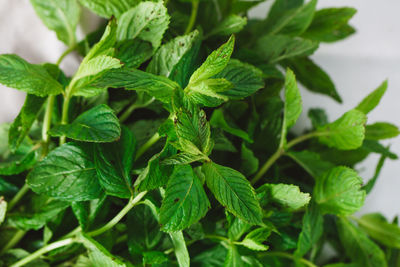 Close-up of fresh green leaves