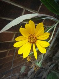 Close-up of yellow flowering plant