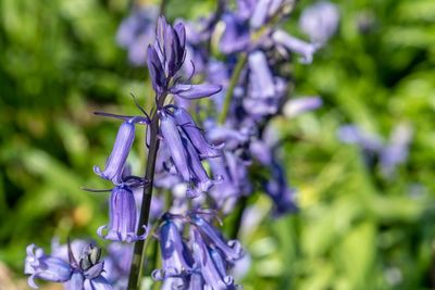 Close-up of insect on purple flowering plant
