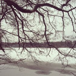 Bare trees against sky