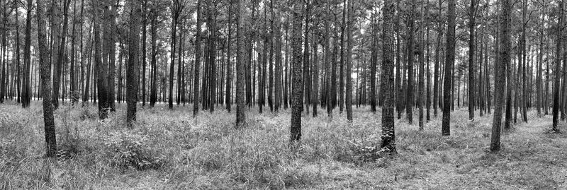 Trees on field in forest