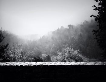 Scenic view of forest in foggy weather