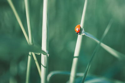 Close-up of ladybug on grass